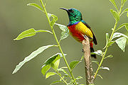 sunbird with green upperparts, red and yellow underparts, and brown wings