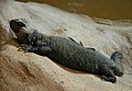 Nordafrikanische Dornschwanzagame (Uromastyx acanthinura)