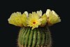 A green cactus with several yellow flowers on a black background