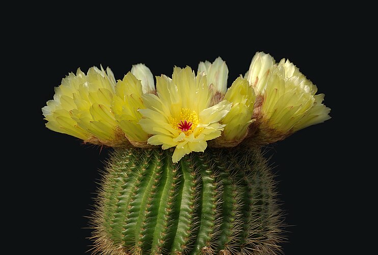 Цветок нотокактуса малого (Notocactus minimus)