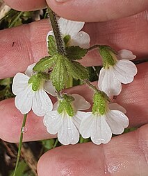 Underside of flowers showing non-glandular hairs on calyx and pedicel