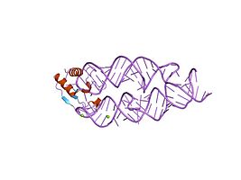 SRP19-7S.S SRP RNA complex from M. jannaschii[14]