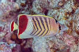 Chaetodon paucifasciatus