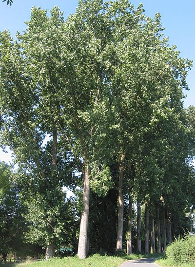 Populier Populus canadensis