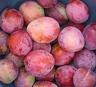Victoria plums (European plum)