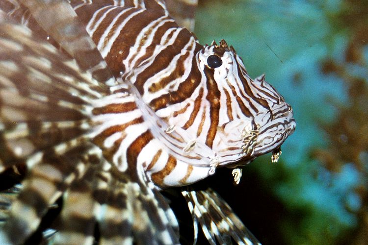 Антенновая крылатка (Pterois antennata)