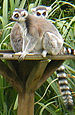 Ring-tailed lemur