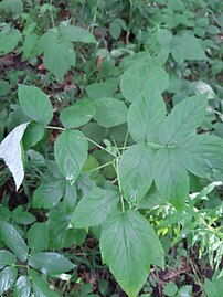 Rubus caesius