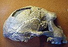 הומו ארקטוס, גיל: 0.8 מיליון שנה, נפח מוח: 1,000 סמ"ק
