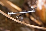 Female in background