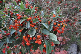 Arbutus xalapensis, Texas madrone berries