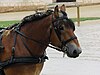 Auxois horse