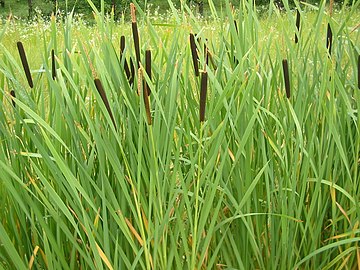 Mature seedheads in late summer, Romania