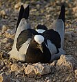 Blacksmith Plover