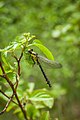 Gomphus vulgatissimus