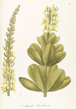 Vochysia herbacea