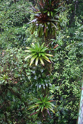 Werauhia spp.