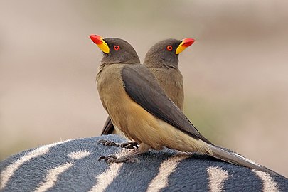 Yellow-billed oxpeckers Buphagus africanus africanus Senegal