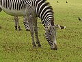 Image 96A zebra grazing at Marwell Zoological Park (from Portal:Hampshire/Selected pictures)