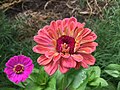 Zinnia elegans