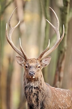 Cervo-sika (Cervus nippon) na reserva natural Dacha de Halileo, região de Ternopil, Ucrânia. É uma espécie de cervo nativa de grande parte do leste da Ásia e introduzida em outras partes do mundo. Anteriormente encontrado desde o norte do Vietnã, no sul, até o Extremo Oriente russo, no norte, é uma espécie incomum extinta na maioria das áreas de sua distribuição nativa, exceto no Japão, onde é superabundante e está presente em grande número. (definição 2 832 × 2 832)