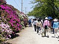 浅香山浄水場のツツジ