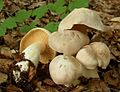 !!!Entoloma sinuatum!!!