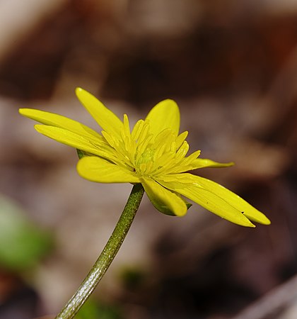 榕叶毛茛（Ficaria verna）的花。摄于德国巴登-符腾堡州卡费塔勒森林的曼海姆。