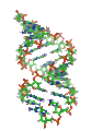 Animated skeletal model of A-DNA.