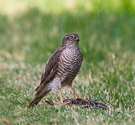 Gavião-da-europa (Accipiter nisus). (definição 1 102 × 1 024)