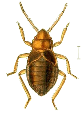 Aepophilus bonnairei (шкала — 0,5 мм)