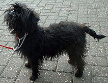 Affenpinscher images