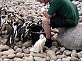 イギリス、ブリストルのブリストル動物園で生まれたアルビノのケープペンギン