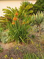 Aloe cooperi (Aloe plicatilis in background on the right)