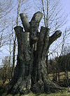 Überrest der Riesenbuche bei Altmugl (2004)