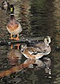 American Widgeons, and a male mallard at left, Golden Gardens