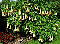 Angel trumpets shrub – Brugmansia suaveolens