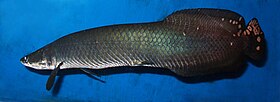 Arapaima leptosoma