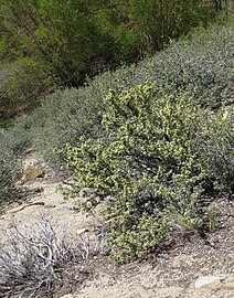 Purshia tridentata var. glandulosa on dry slope
