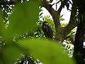 Garza pico de bota.