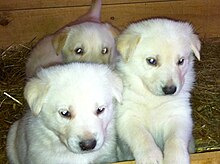three white puppies with bright eyes and black noses