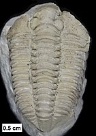 Trilobites were still diverse and common in the Silurian. Fossils of Calymene celebra are extremely abundant in parts of central US.