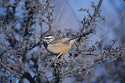 Різжак кактусовий (Campylorhynchus brunneicapillus)