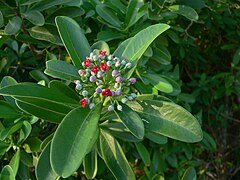 Inflorescência com flores na fase feminina.