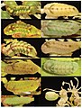 Variation in larval colour pattern of C. lucia found on Viburnum lentago (left column) and Cornus alternifolia (right column)