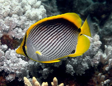 Blackback butterflyfish, by Leonard Low (edited by Papa Lima Whiskey