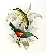 illustration of two sunbirds; the one on the top with greenish-brown upperparts and darks-peaked yellow underparts, and the one on the bottom with green upperparts, red underparts, black wings and vent, and purple breast