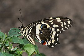 Citrus Swallowtail Papilio demodocus