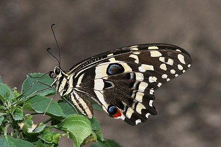 Papilio demodocus, by Muhammad Mahdi Karim