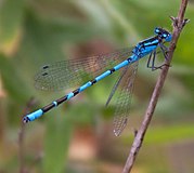 Enallagma cyathigerum, Северная Америка